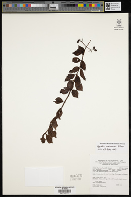 Psychotria cuernosensis image