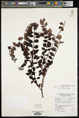 Psychotria cuernosensis image