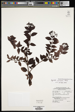 Psychotria cuernosensis image