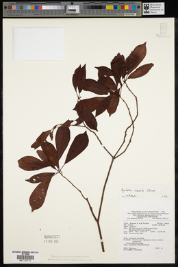 Psychotria cuneata image
