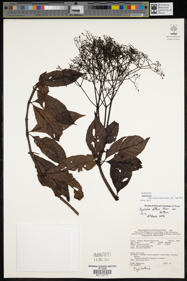 Psychotria diffusa image