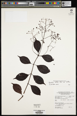 Psychotria diffusa image