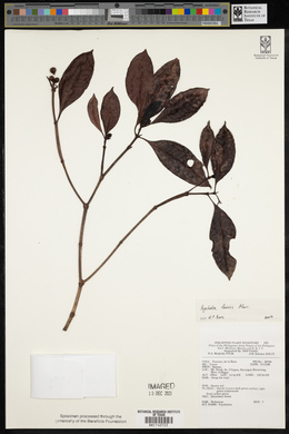 Psychotria fenicis image