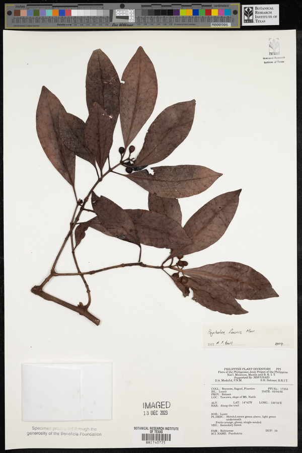 Psychotria fenicis image