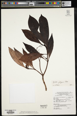 Psychotria gitingensis image