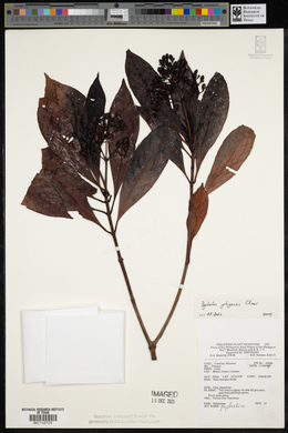 Psychotria gitingensis image