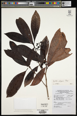 Psychotria gitingensis image