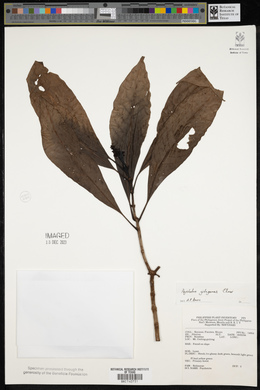 Psychotria gitingensis image