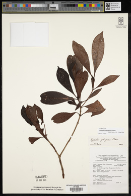 Psychotria gitingensis image