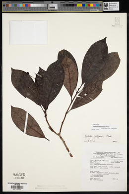 Psychotria gitingensis image