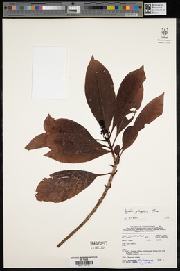 Psychotria gitingensis image