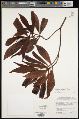 Psychotria gitingensis image