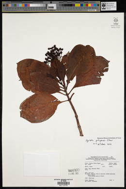 Psychotria gitingensis image
