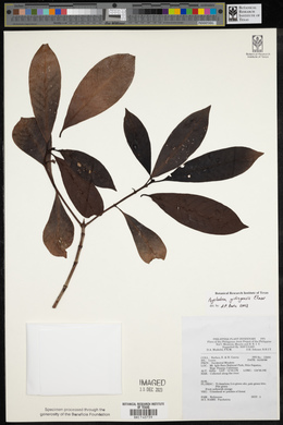 Psychotria gitingensis image