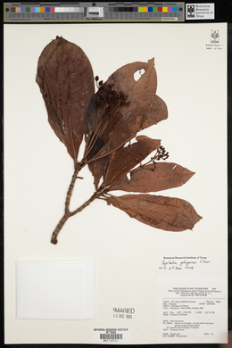 Psychotria gitingensis image