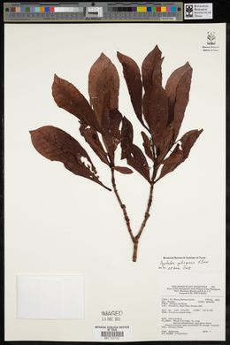 Psychotria gitingensis image