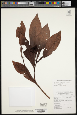 Psychotria gitingensis image