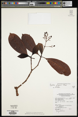 Psychotria gitingensis image
