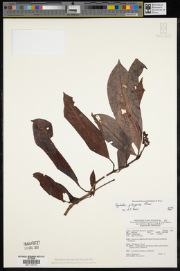 Psychotria gitingensis image