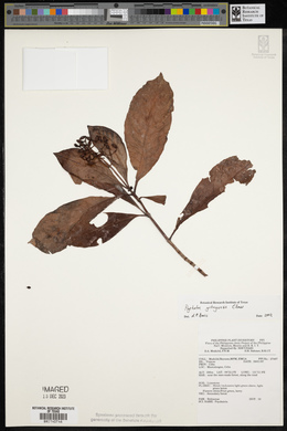 Psychotria gitingensis image