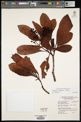Psychotria gitingensis image