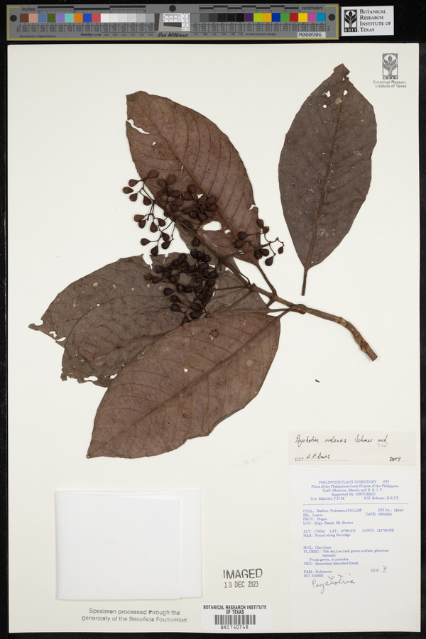 Psychotria iridensis image