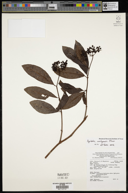 Psychotria iwahigensis image