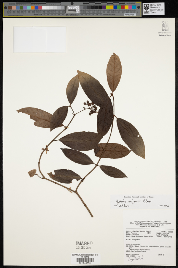 Psychotria iwahigensis image