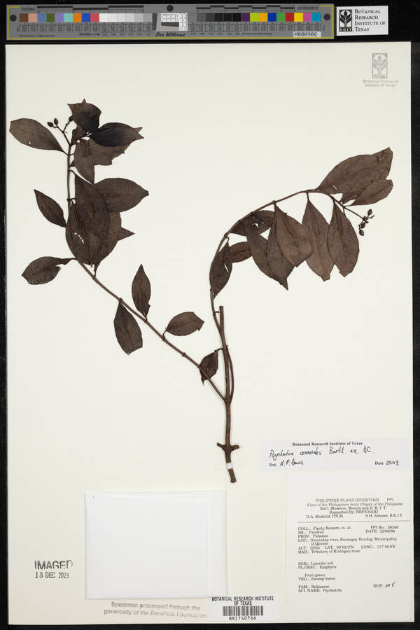 Psychotria ixoroides image