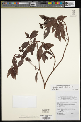 Psychotria ixoroides image