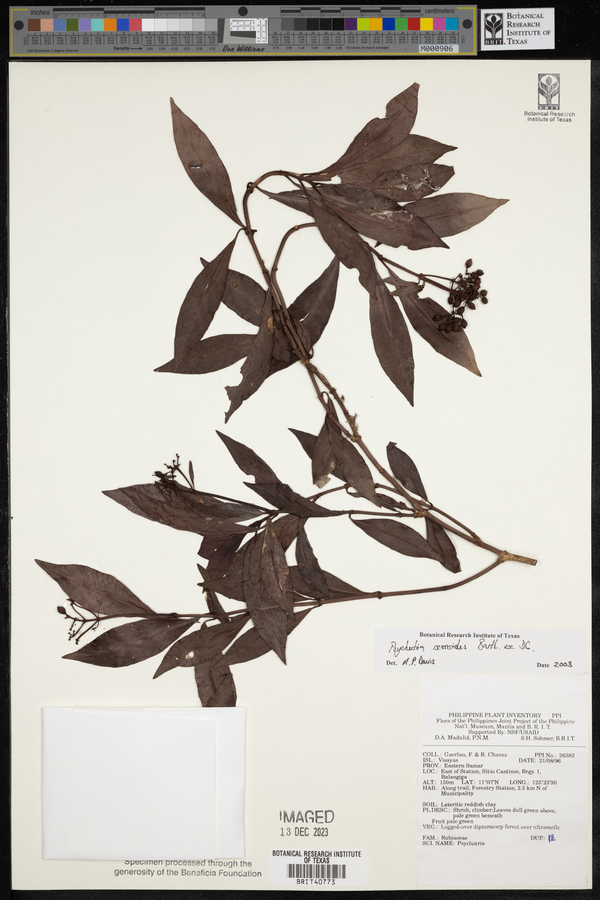 Psychotria ixoroides image