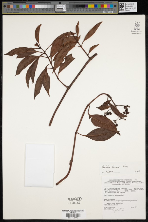 Psychotria lanaensis image