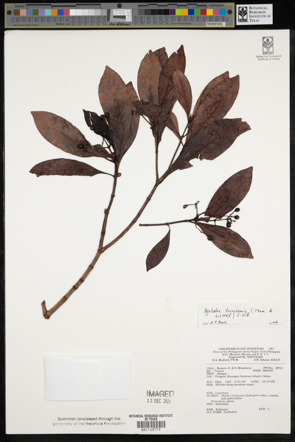 Psychotria luzoniensis image