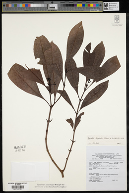 Psychotria luzoniensis image