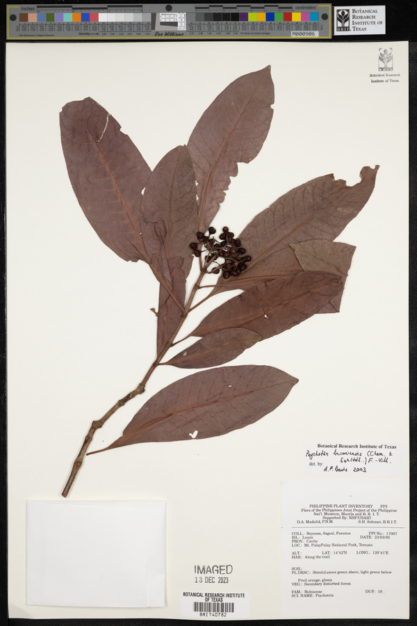 Psychotria luzoniensis image