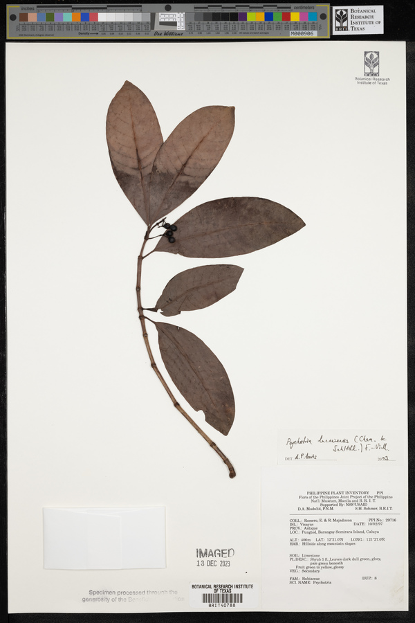 Psychotria luzoniensis image