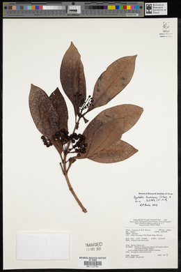 Psychotria luzoniensis image