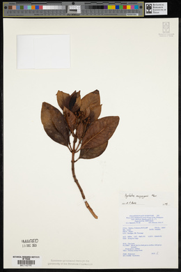 Psychotria macgregorii image