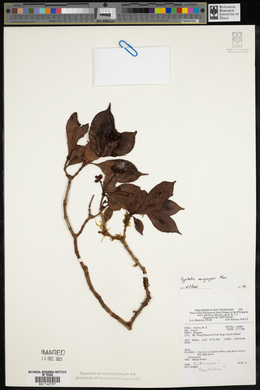 Psychotria macgregorii image