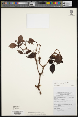 Psychotria macgregorii image