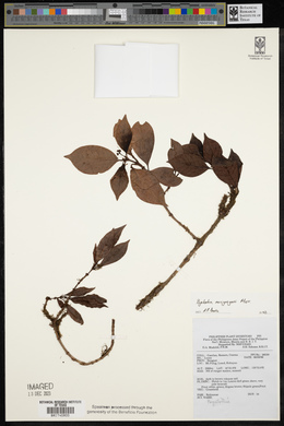 Psychotria macgregorii image