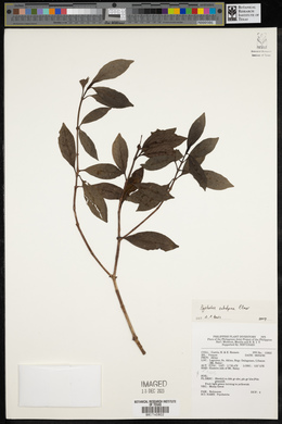 Psychotria subalpina image