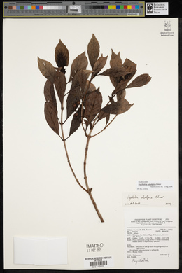 Psychotria subalpina image