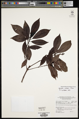 Psychotria subalpina image