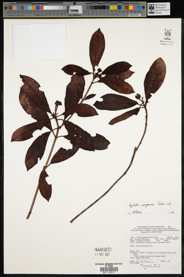 Psychotria surigaoensis image