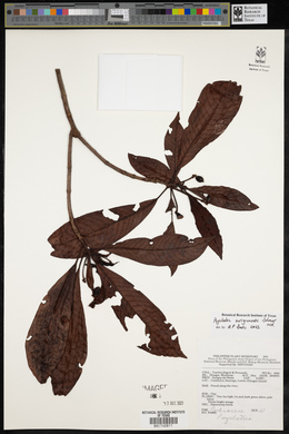Psychotria surigaoensis image