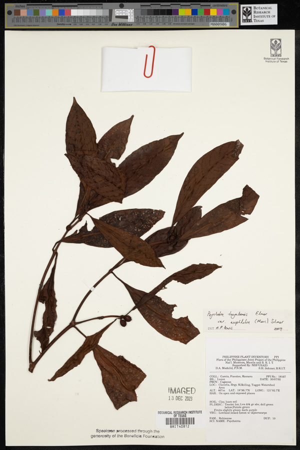 Psychotria tayabensis image