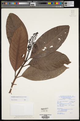 Psychotria reynosoi image