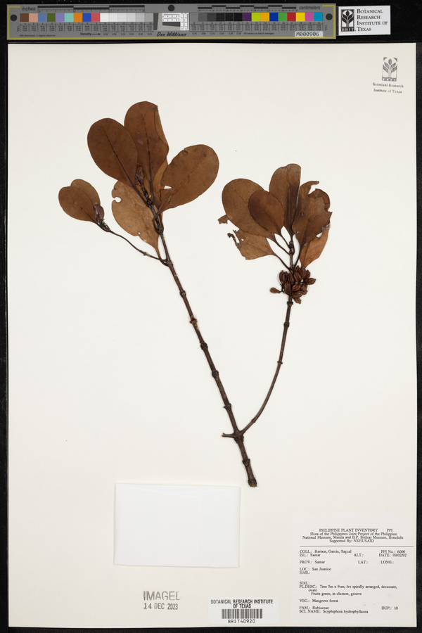 Scyphiphora hydrophyllacea image