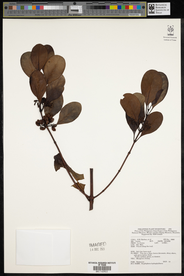 Scyphiphora image